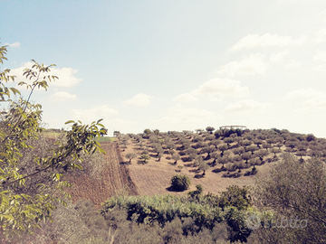 Terreno agricolo a Moscufo