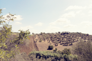Terreno agricolo a Moscufo