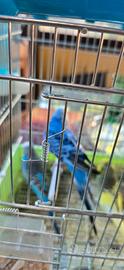 Coppia cocorite riproduttori