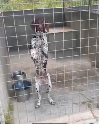 Bracco tedesco 15 mesi