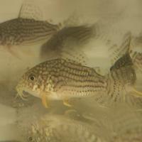 Corydoras Sterby