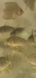 Corydoras Sterby