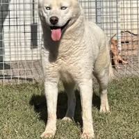Siberian Husky per monta