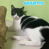 Giulietto gatto bianconero di 3 anni