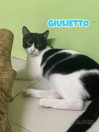 Giulietto gatto bianconero di 3 anni