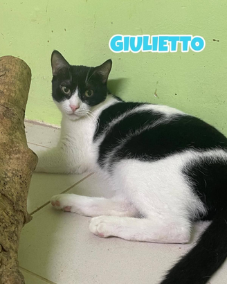 Giulietto gatto bianconero di 3 anni