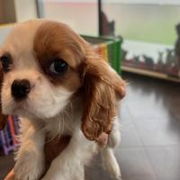 Cavalier king