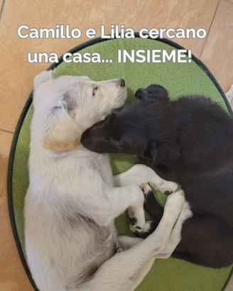 Cuccioli Camillo e Lilia vaccinati 4 mesi Matera