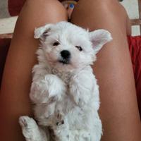 Cuccioli di maltese