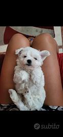 Cuccioli di maltese