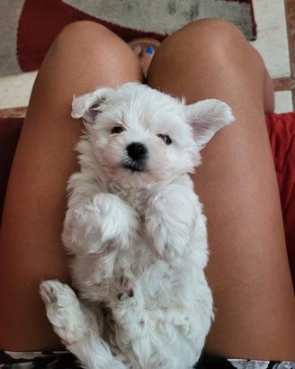 Cuccioli di maltese