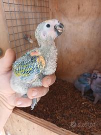Pullo amazzone fronte blu da imbecco