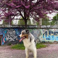 Pastore Australiano - Australian Shepherd