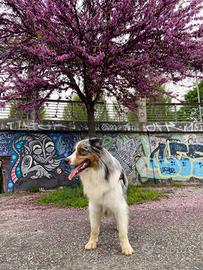 Pastore Australiano - Australian Shepherd