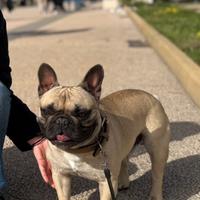 Bulldog francese per monta