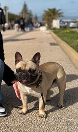 Bulldog francese per monta