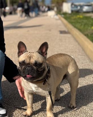 Bulldog francese per monta