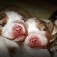 Cuccioli Australian shepherd pastore australiano