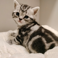 British shorthair cuccioli