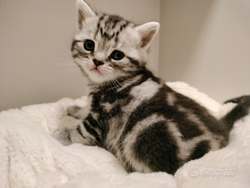 British shorthair cuccioli