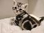 Immagine 1