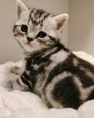 British shorthair cuccioli