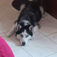 Husky femmina 5 anni in piena salute