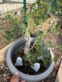 Bonsai ulivo