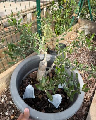 Bonsai ulivo