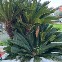Cycas revoluta Cagliari