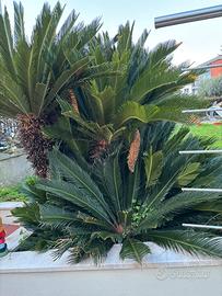 Cycas revoluta Cagliari