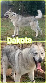Dakota, lupo cecoslovacco, socievole ed equilibrat