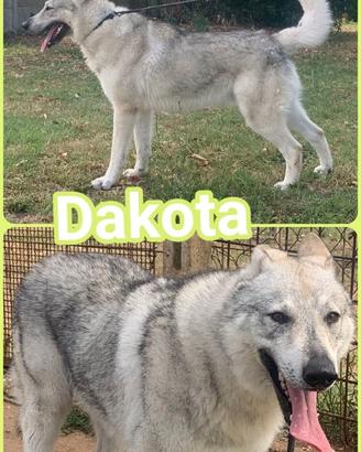 Dakota, lupo cecoslovacco, socievole ed equilibrat