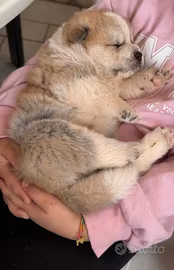 Akita inu