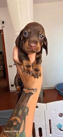 Bassotti arlecchino e choco con pedigree