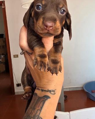 Bassotti arlecchino e choco con pedigree
