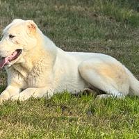 Maschio 3 anni pastore Asia centrale da Guardia