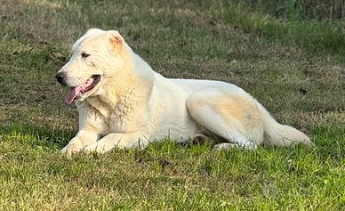 Maschio 3 anni pastore Asia centrale da Guardia