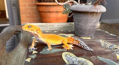 Geco leopardino