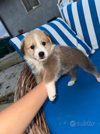 Cani in adozioni