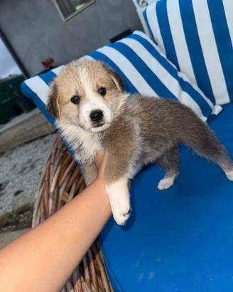 Cani in adozioni