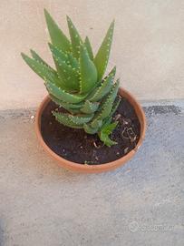 Piante da giardino 