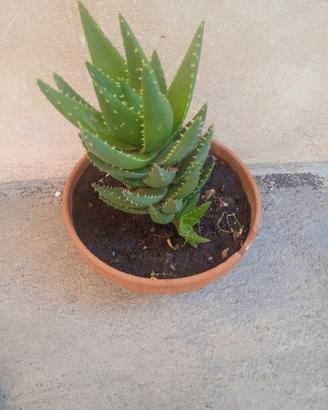 Piante da giardino 