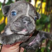 Bulldog francese occhi blu