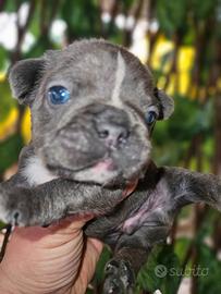 Bulldog francese occhi blu