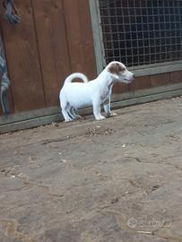 jack russell 