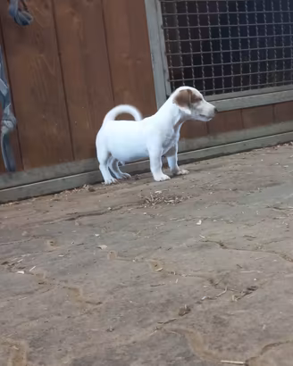 jack russell 