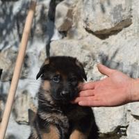 Cuccioli di tutte le razze