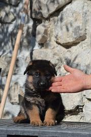 Cuccioli di tutte le razze