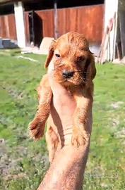 Cuccioli Cocker Spaniel